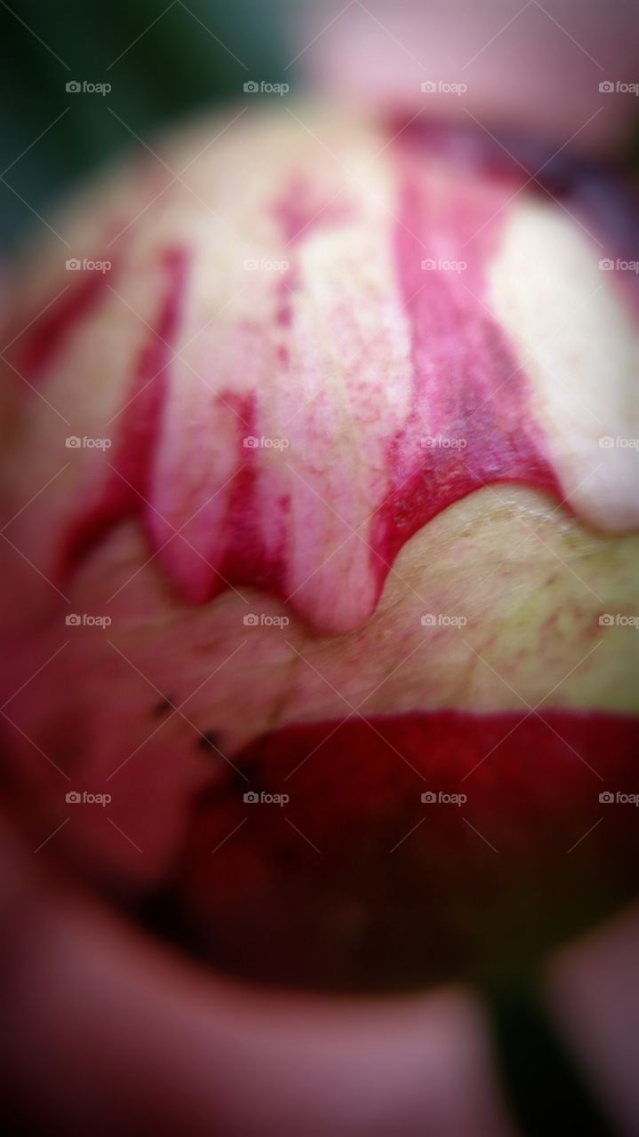 Peony Bud