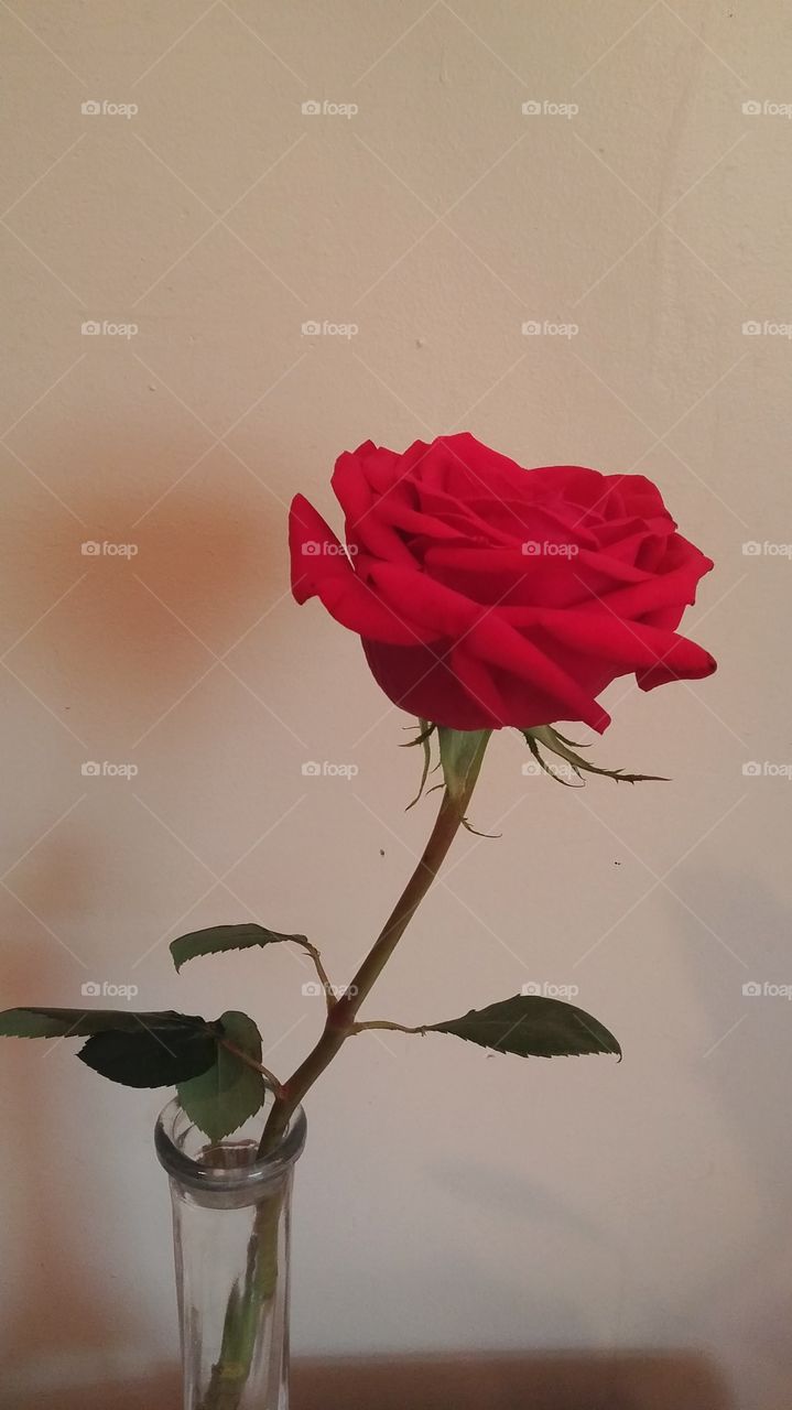 Single Red Rose = Love
