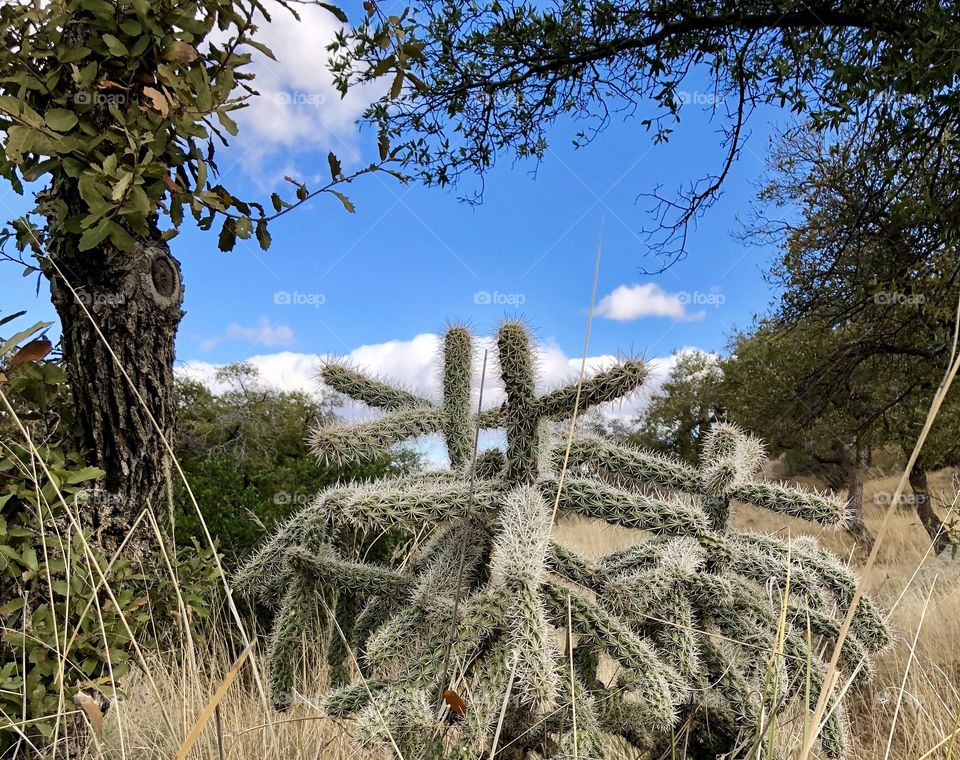 AMAZING CHOLLA CACTUS 