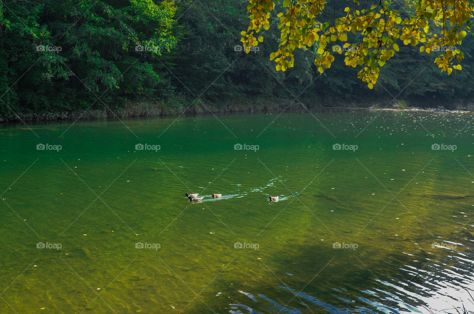 lake and tree branch with yellow leaves