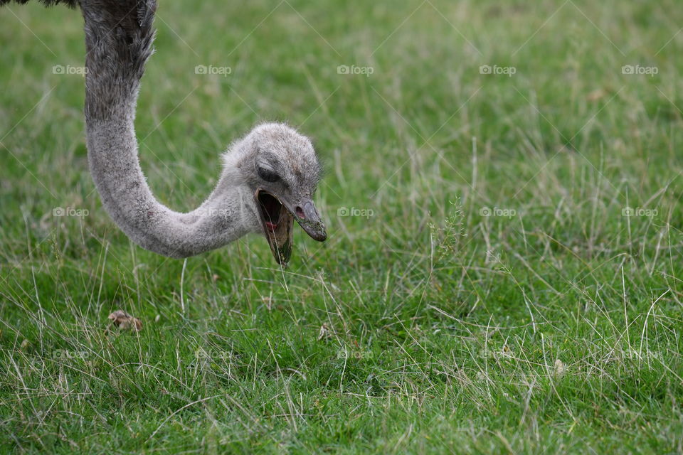 ostrich