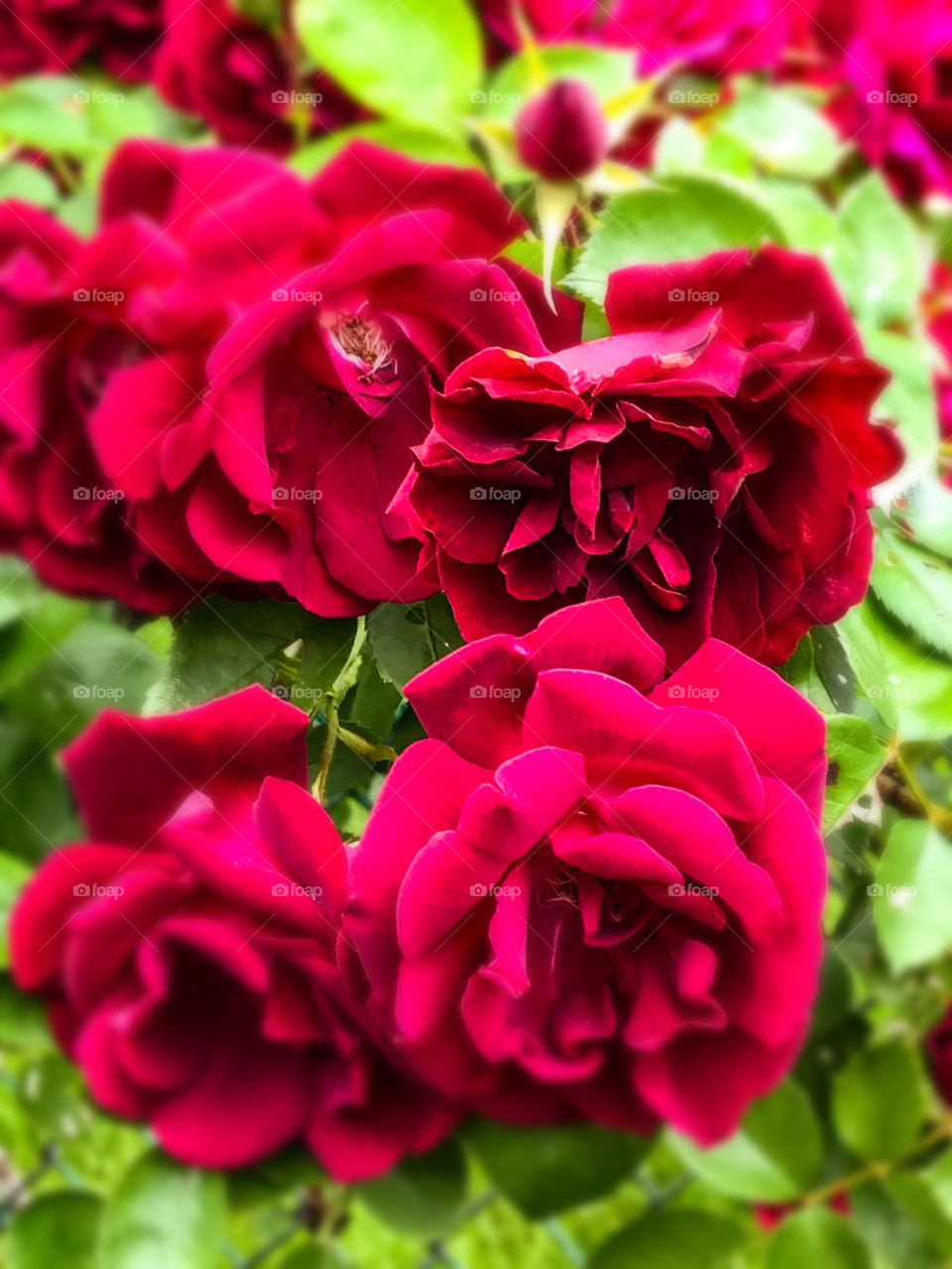 Red Roses