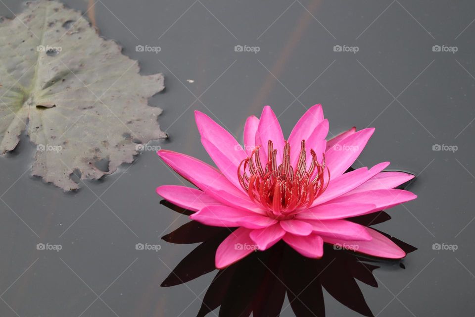 Close up view of a pink blooming lotus in a pond with a reflection on the water