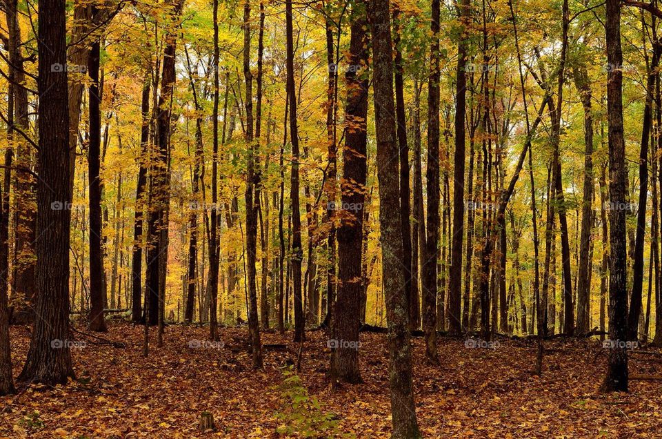 View of forest in autumn