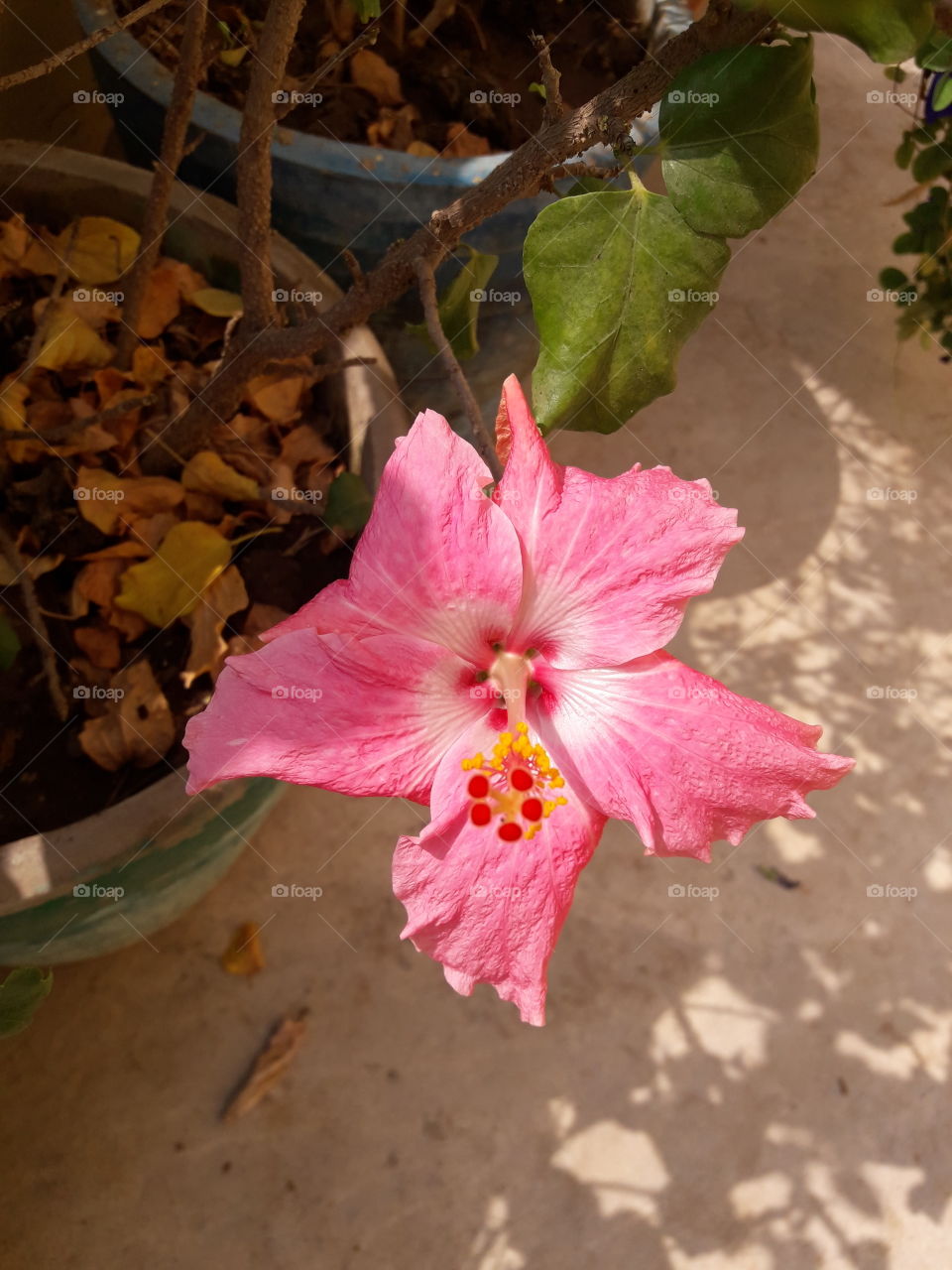 beautiful pink hibiscus flowers in our garden