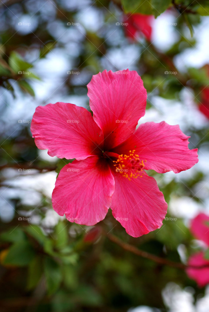 Close-up of hibiscus flower