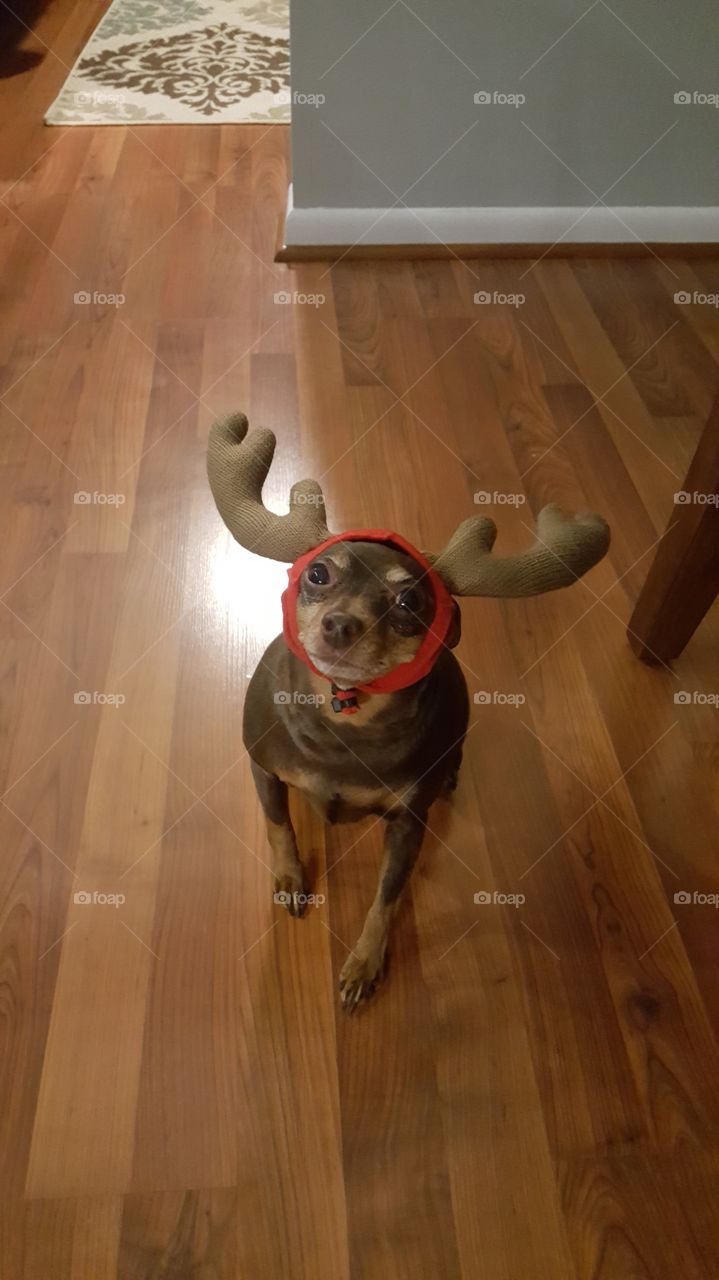 Min Pin Reindeer