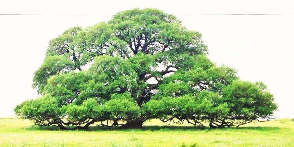 Majestic Tree