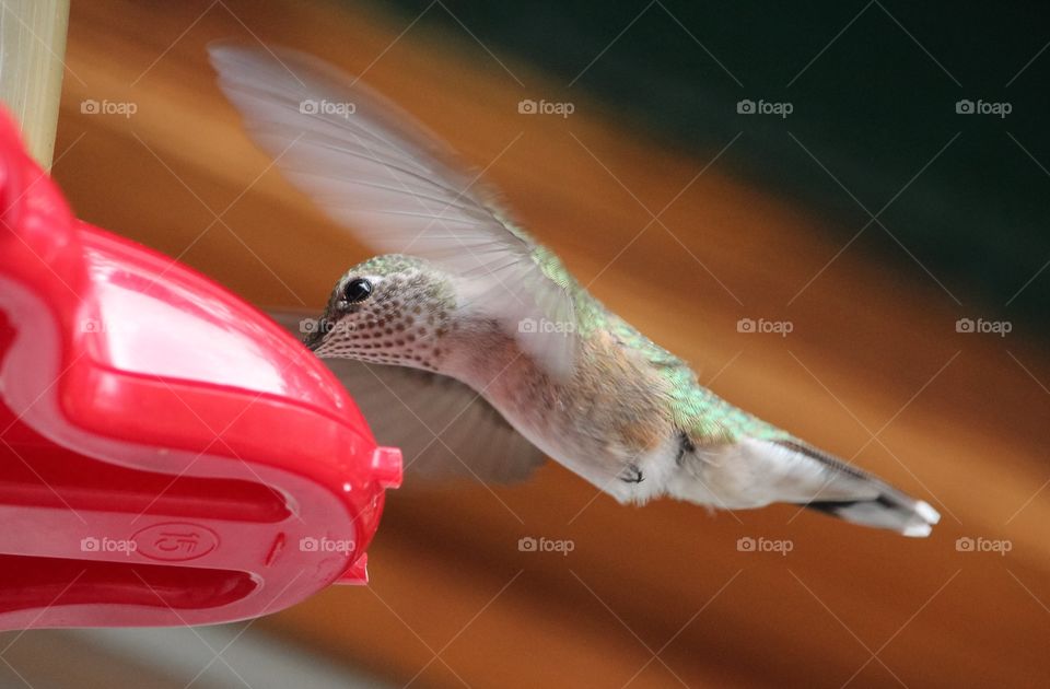 Close-up of humming bird eating