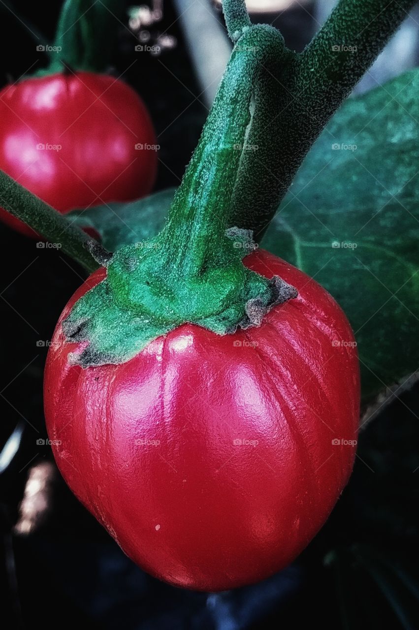 tomato