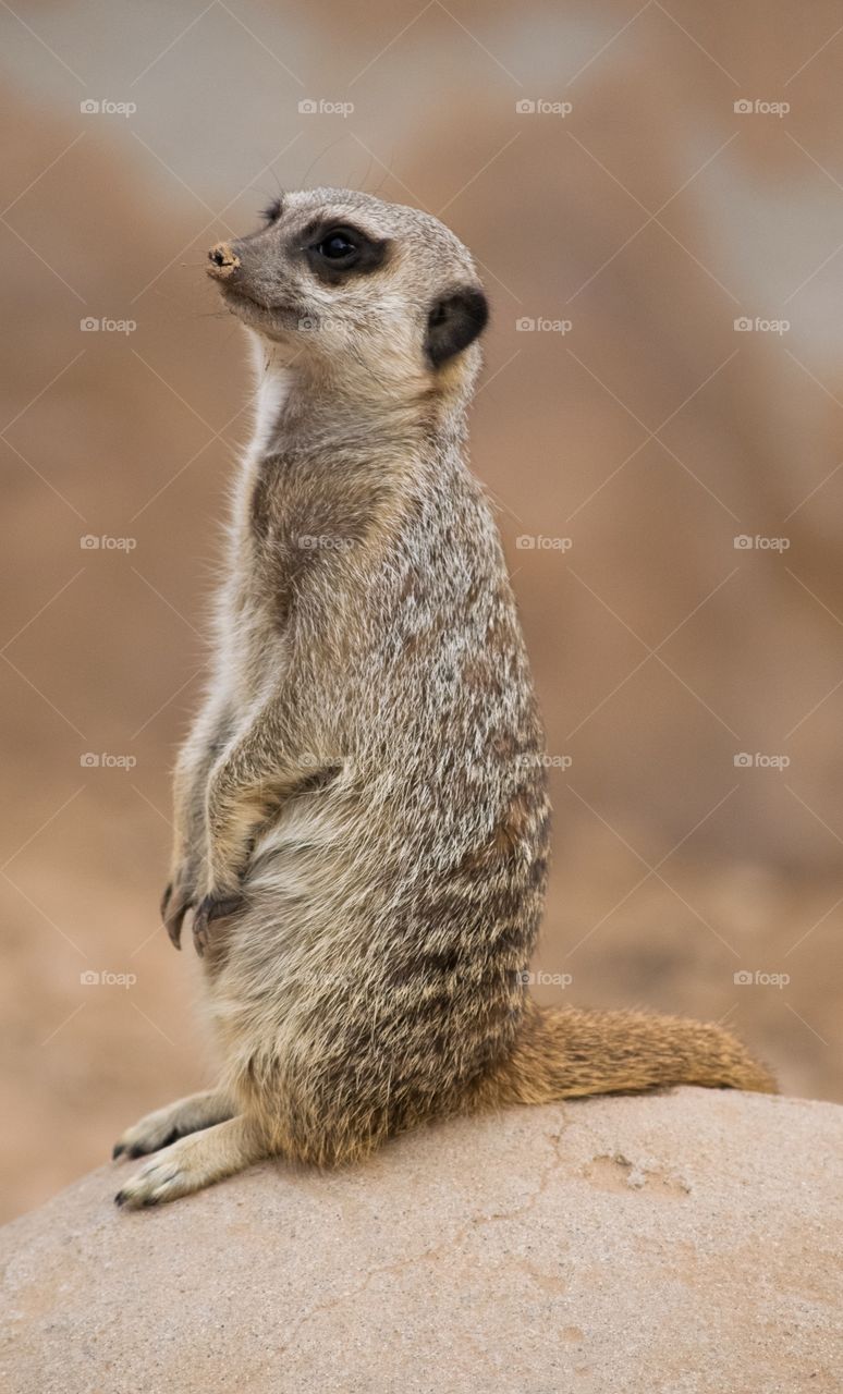 Portrait of a meerkat on rock