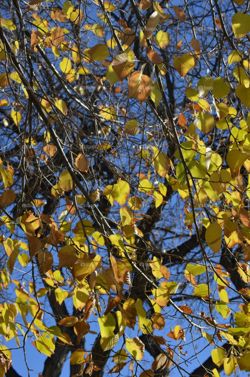 Tree, Branch, Season, Leaf, Fall