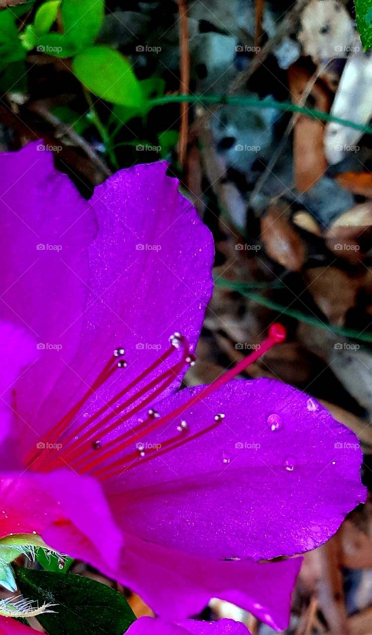 pink azealia damp with morning dew