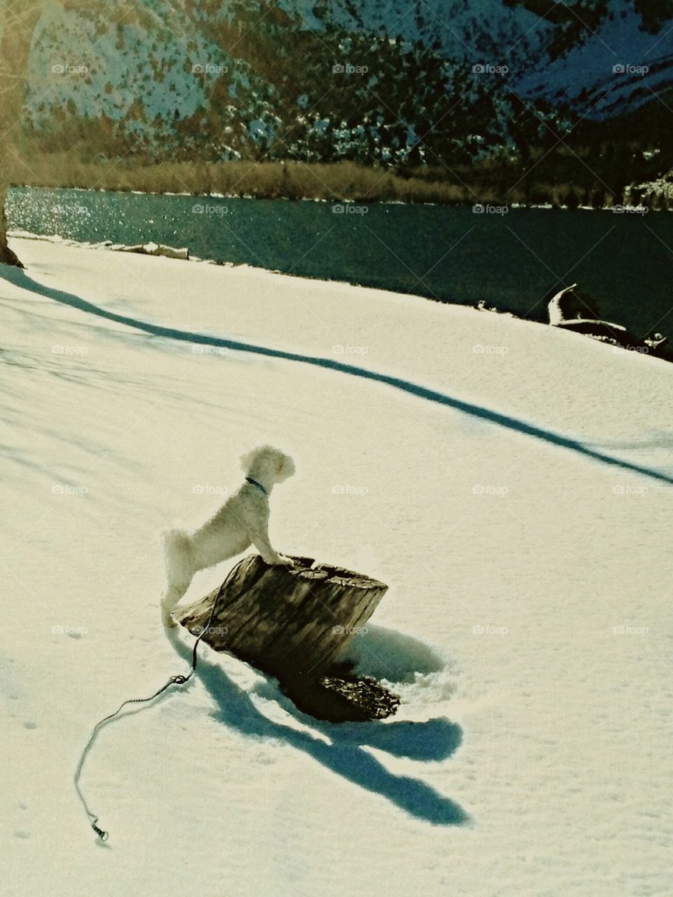 Winter scene frozen water white dog on leash