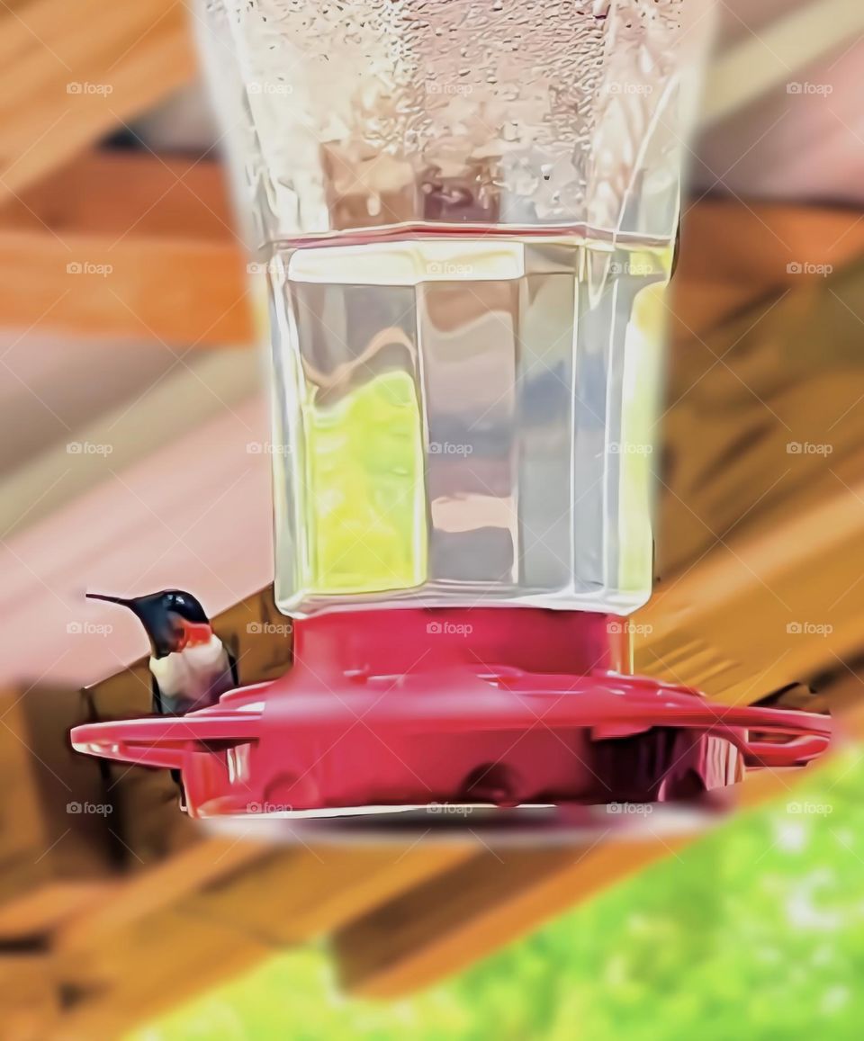 The male hummingbird watching as he drinks his juice.