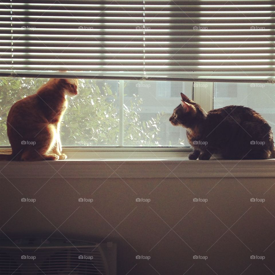 Cats on a window. Cats on a window