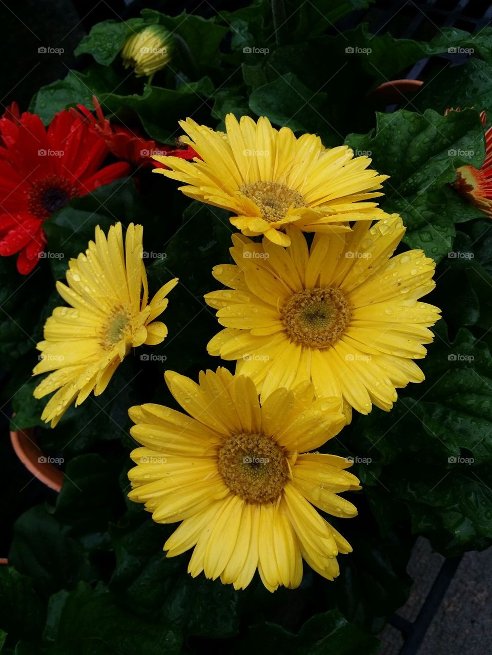 Yellow Daisies