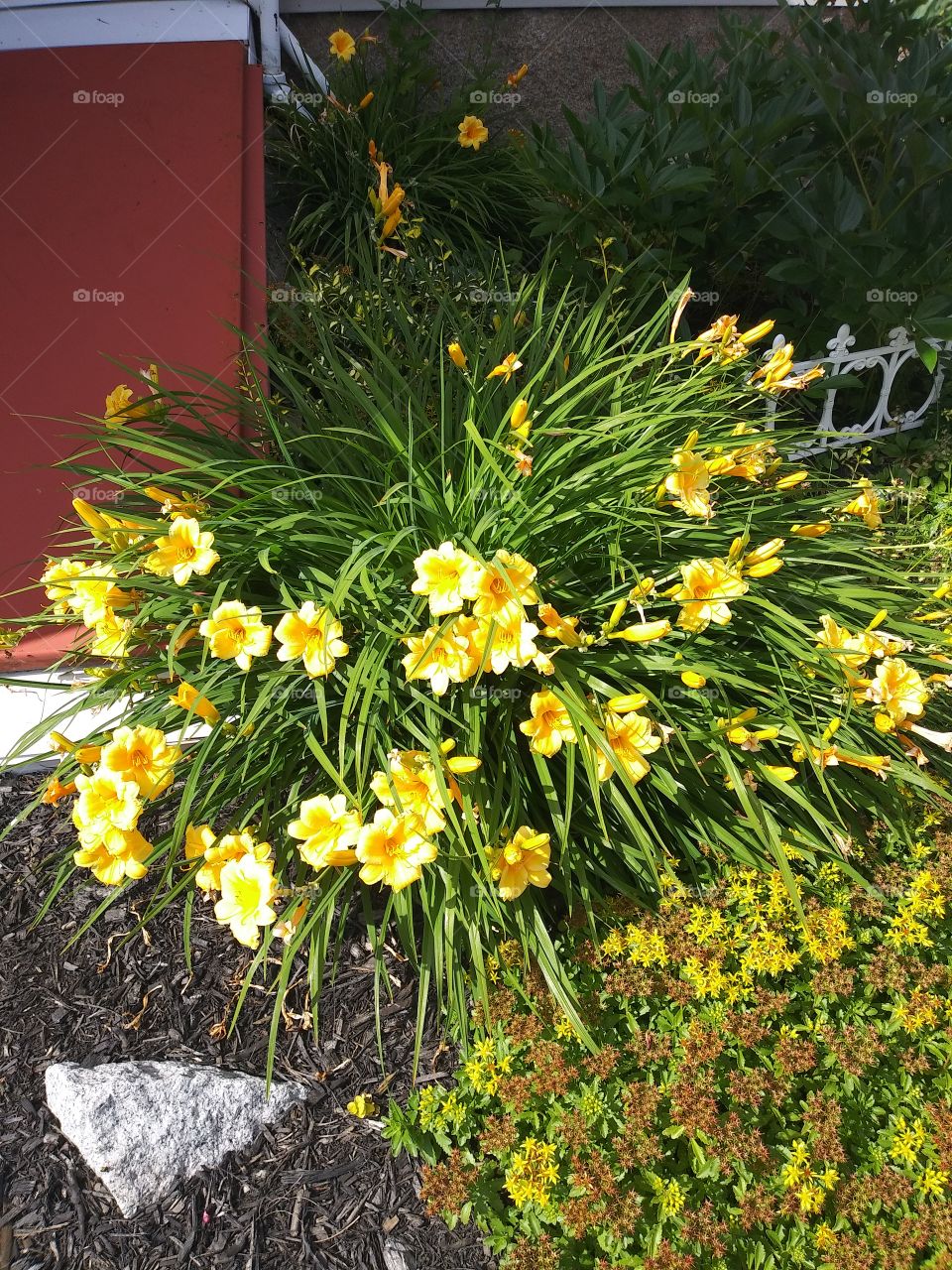 day lilies in bloom