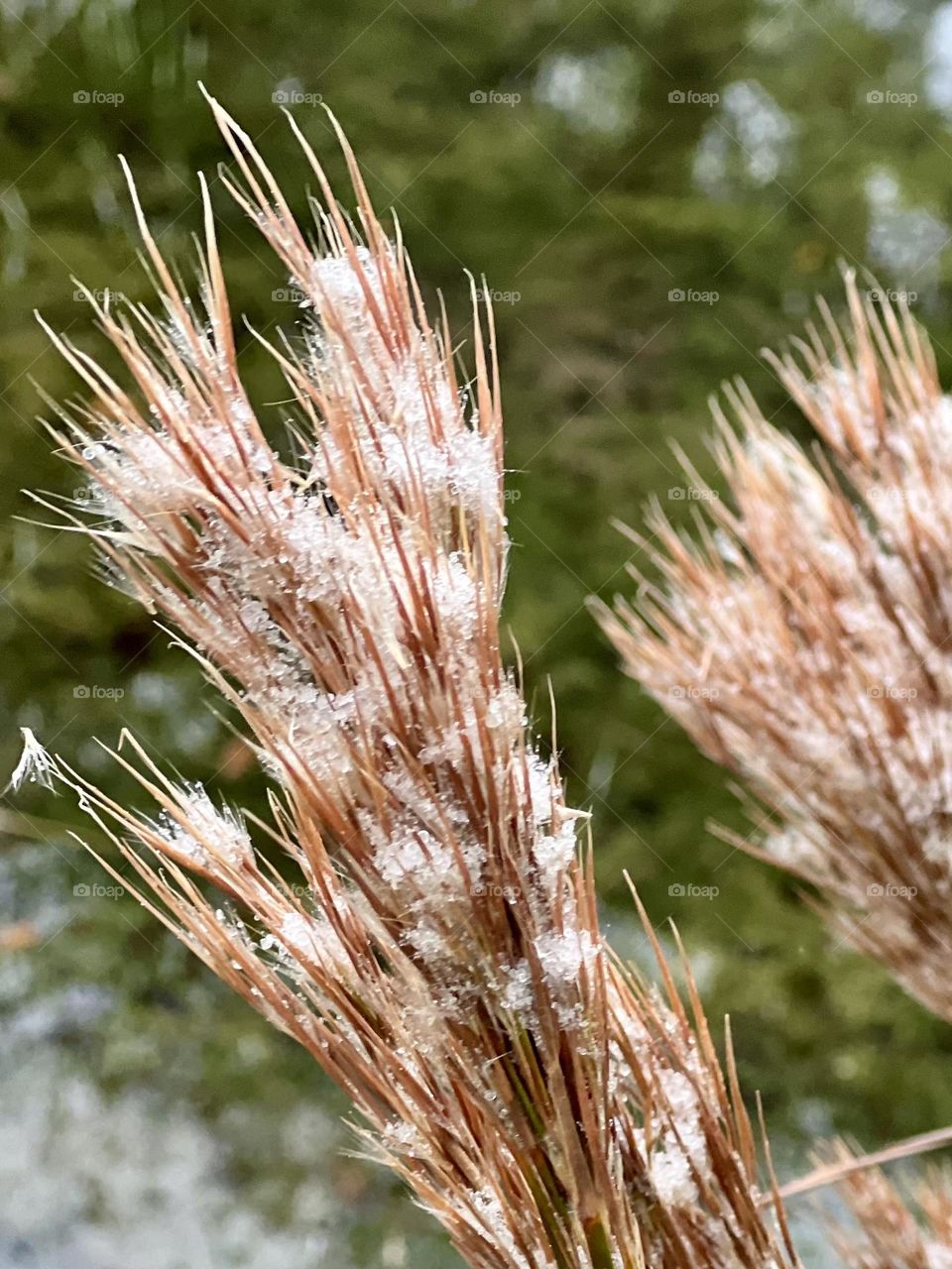 Closeup of a light snow coating tall reeds of grass at my pond