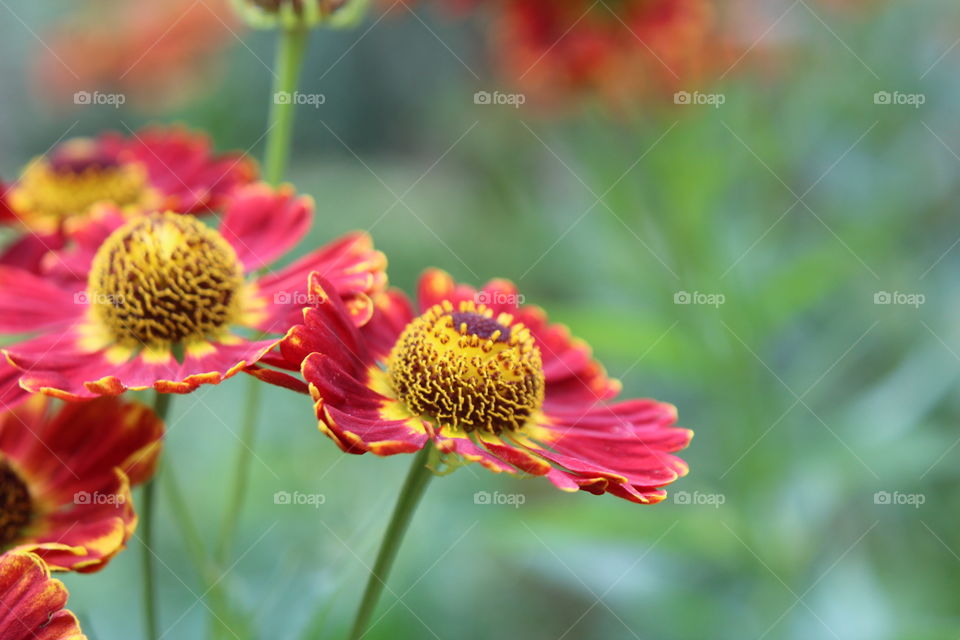 some red flowers with a yellow point in the middle.