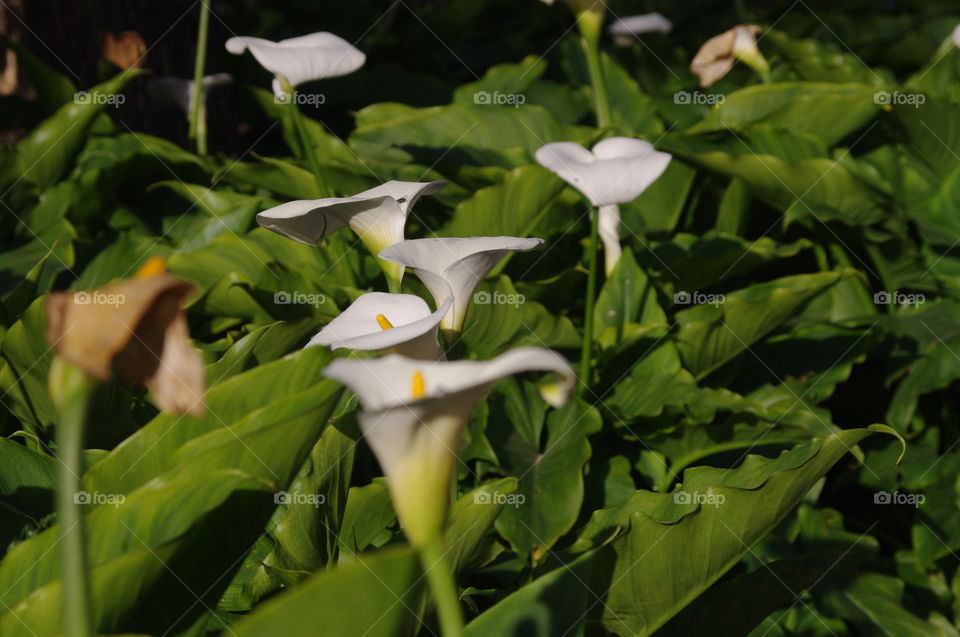 Calla Lillies