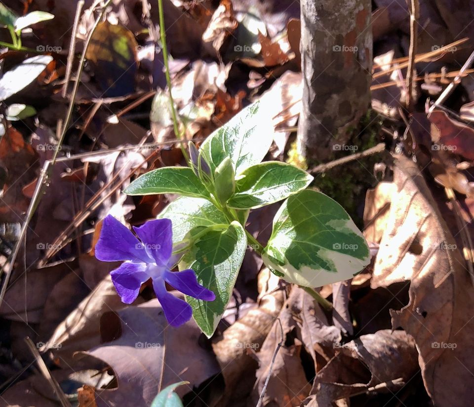 Tiny violet flower on variegated green and cream colored vine on forest floor 