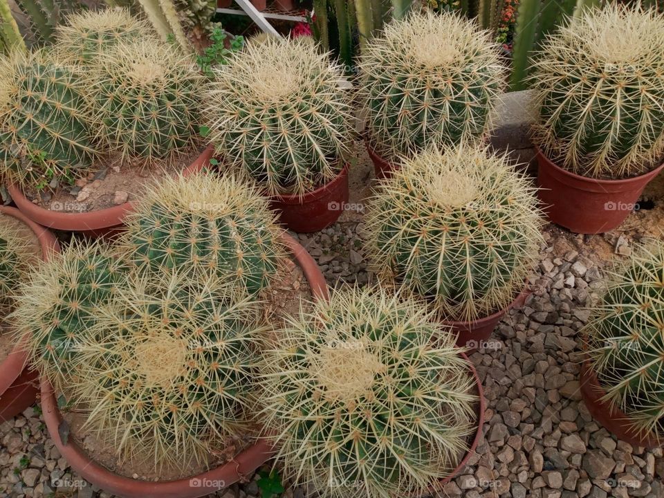 Cactus