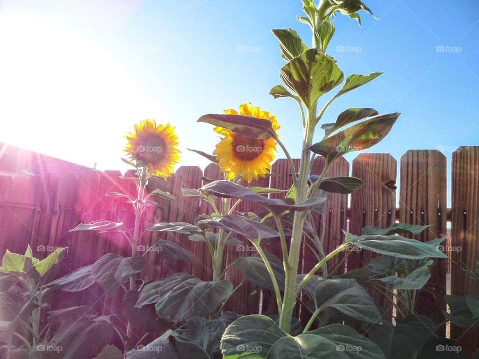 beautiful sunflowers in the sunlight