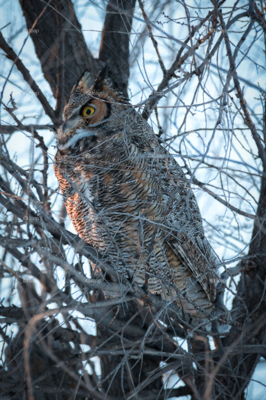 Great Horned Owl in the Snow