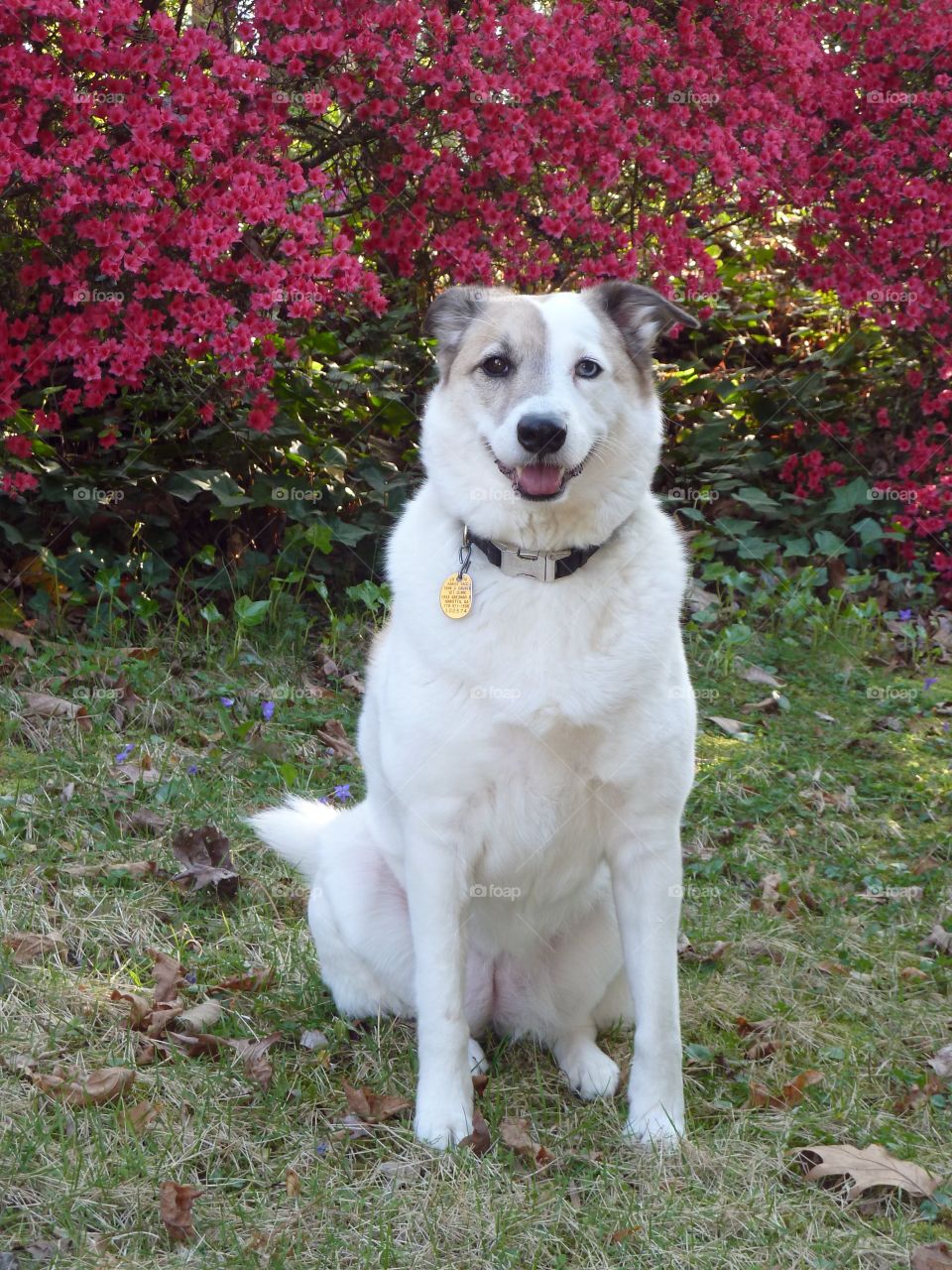 Beautiful dog.   Dog with Azaleas 