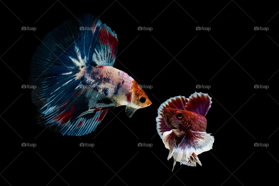 Siamese Fighting Fish 
