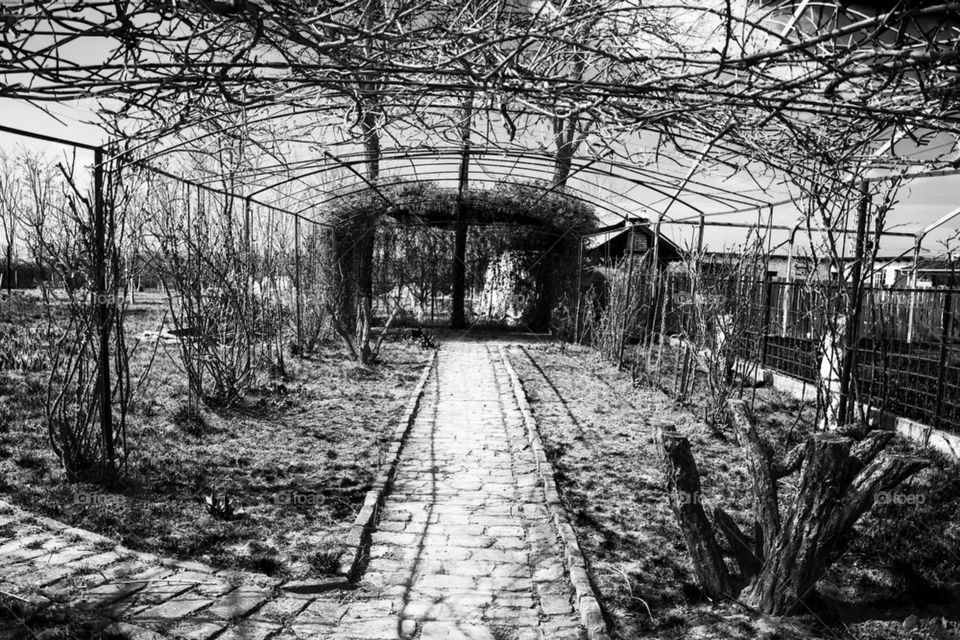 countryside vineyard tunel