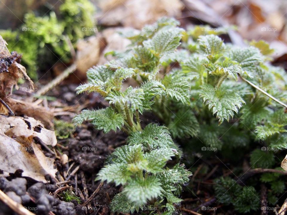 Nettles. I touched them of course ☺️