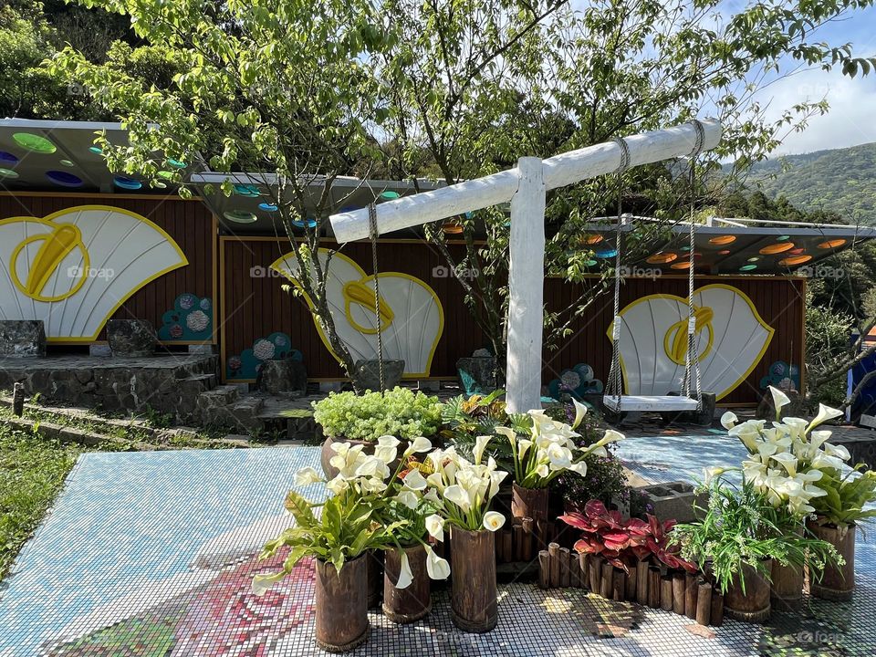 Alocasia in Yang Ming Shan