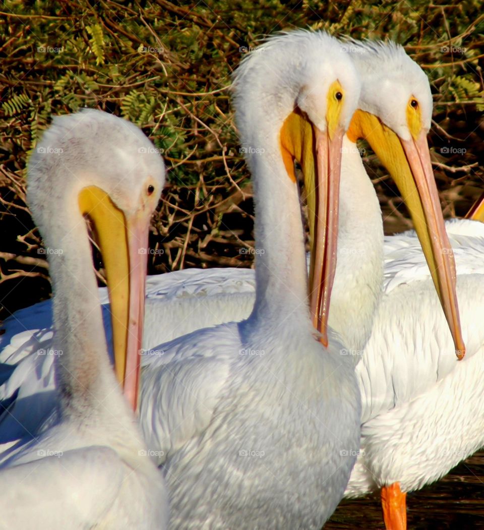 Profile of Three Pelicans