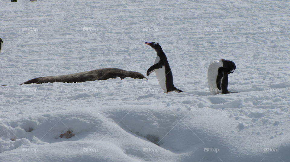 Penguins and seal