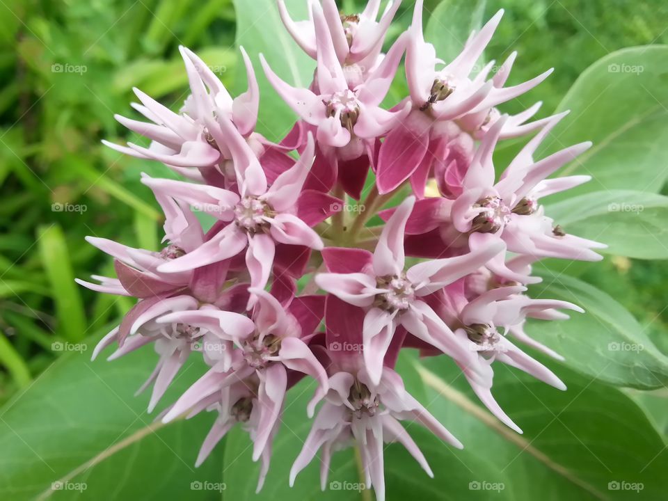 Showy milkweed. Star shaped flower 