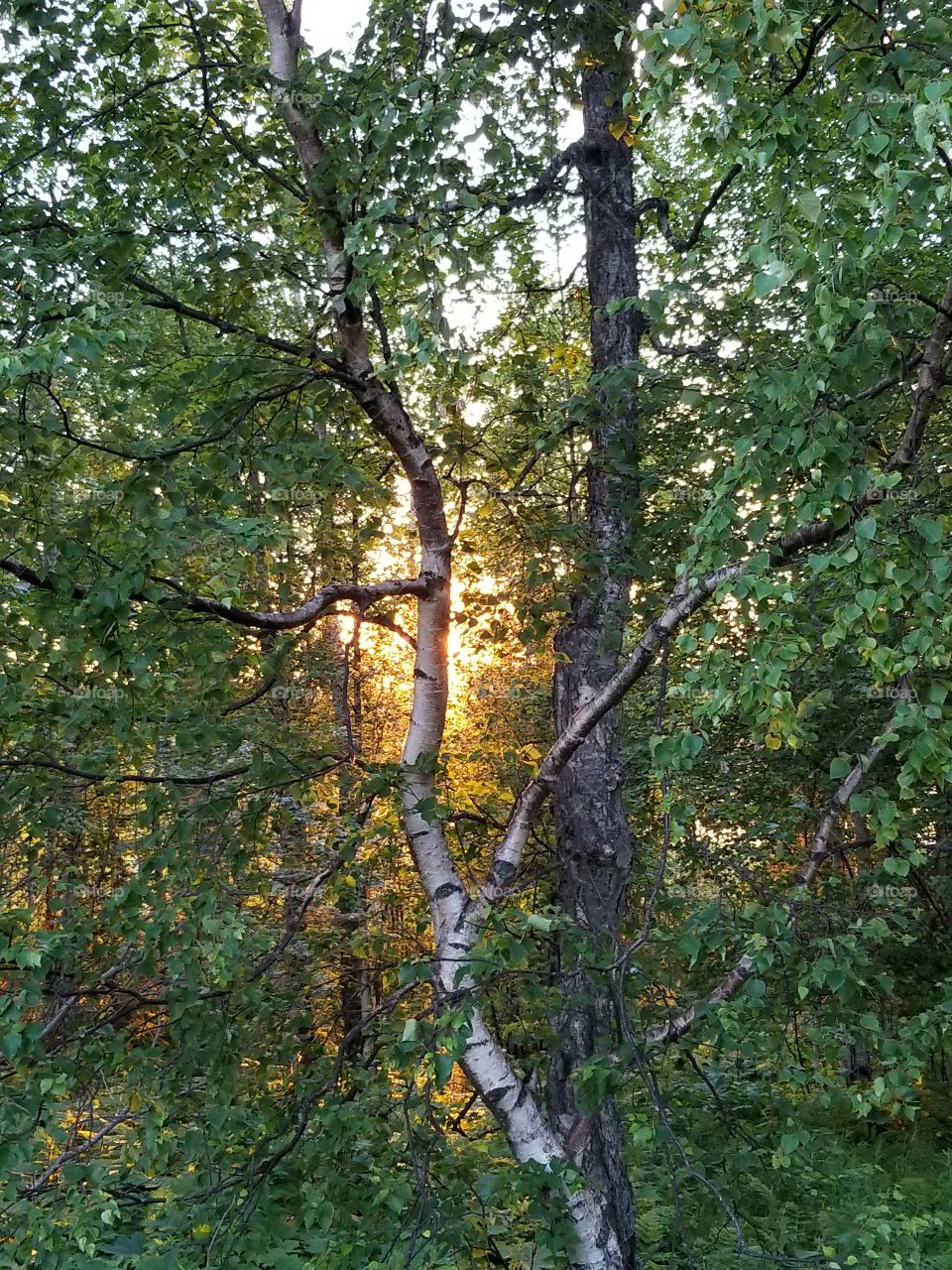 sunset thru the trees