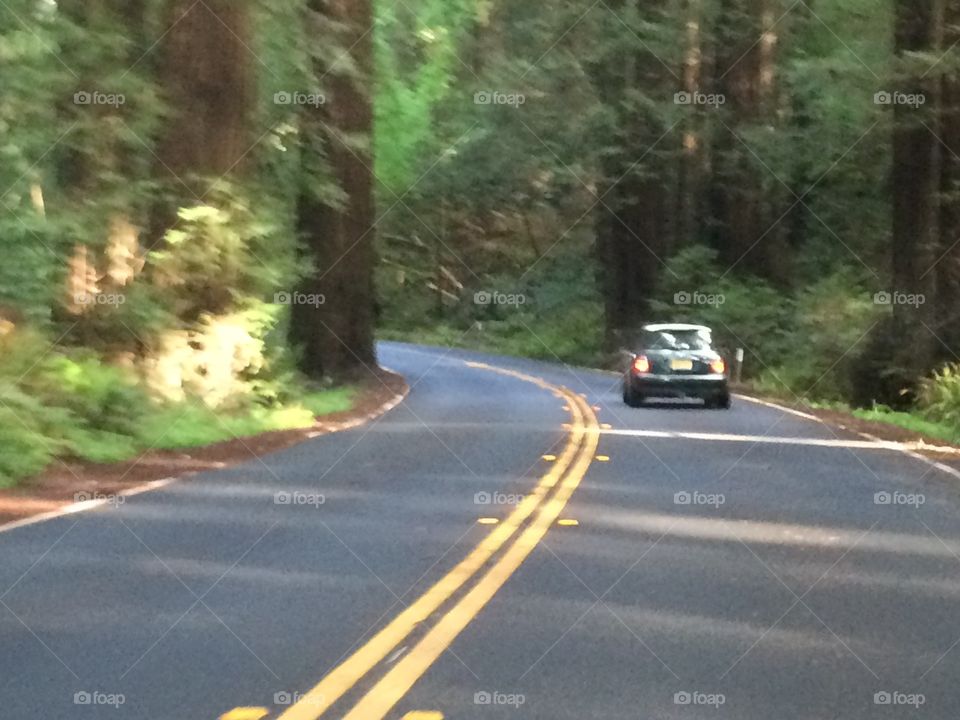 MINI Cooper S driving through Redwood forest