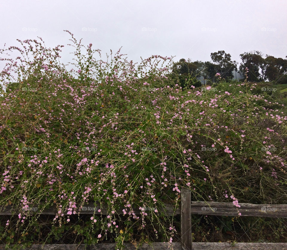 Bursting with blooms