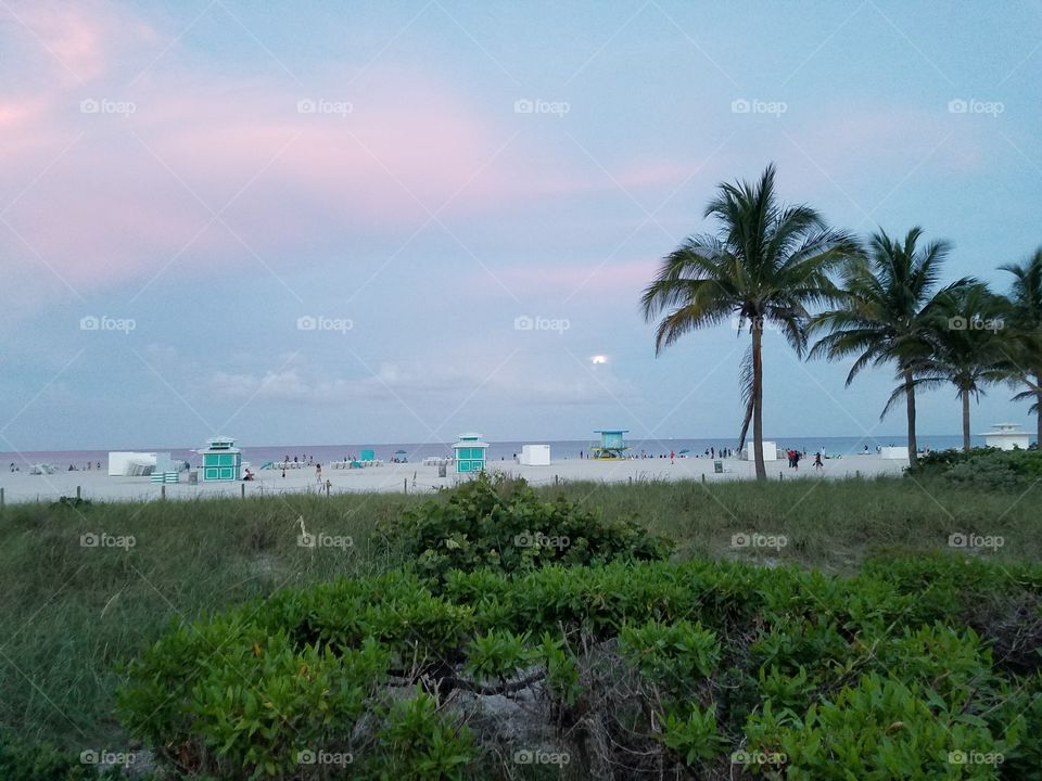Tree, Beach, Tropical, No Person, Seashore