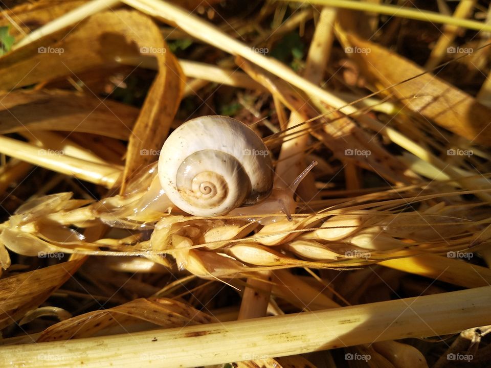 Snail