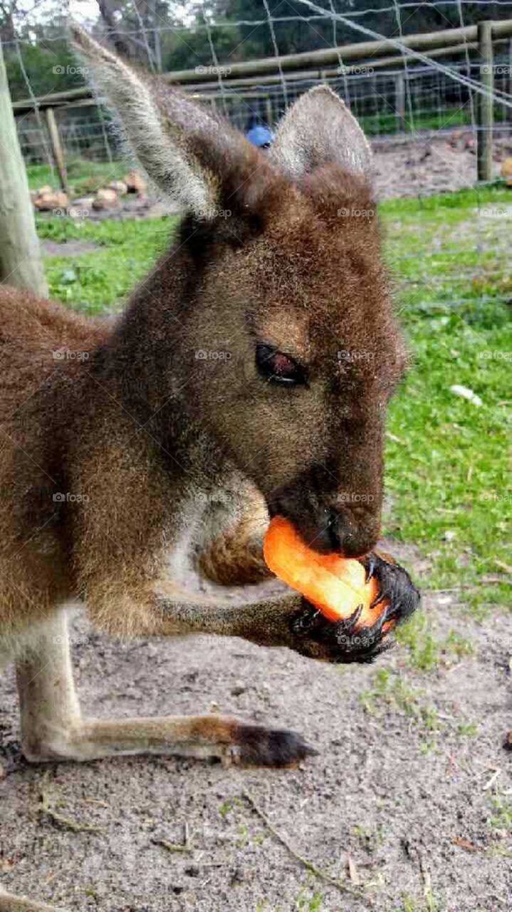 Kangaroo having a snack!