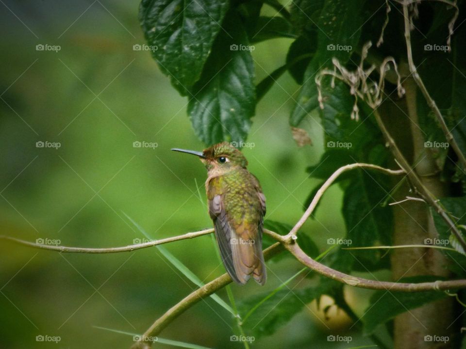 Colibrí verde