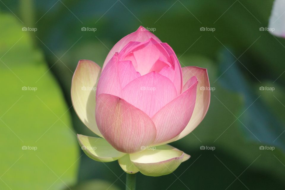 Portrait of a Plant - Lotus