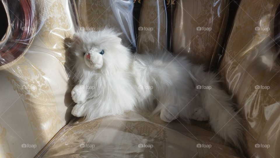 Dog resting on couch