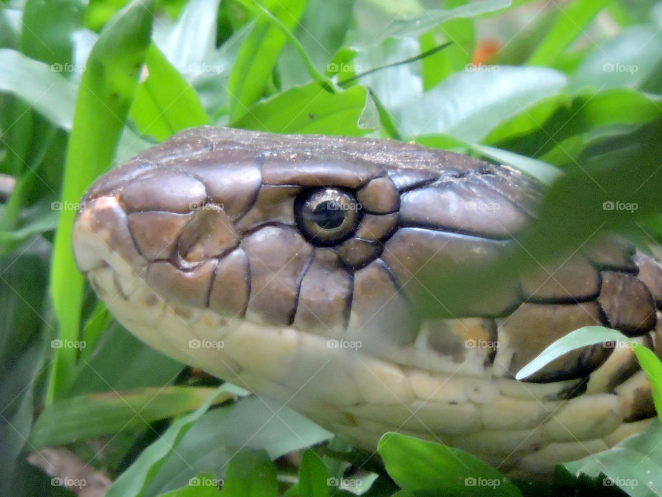 King Cobra