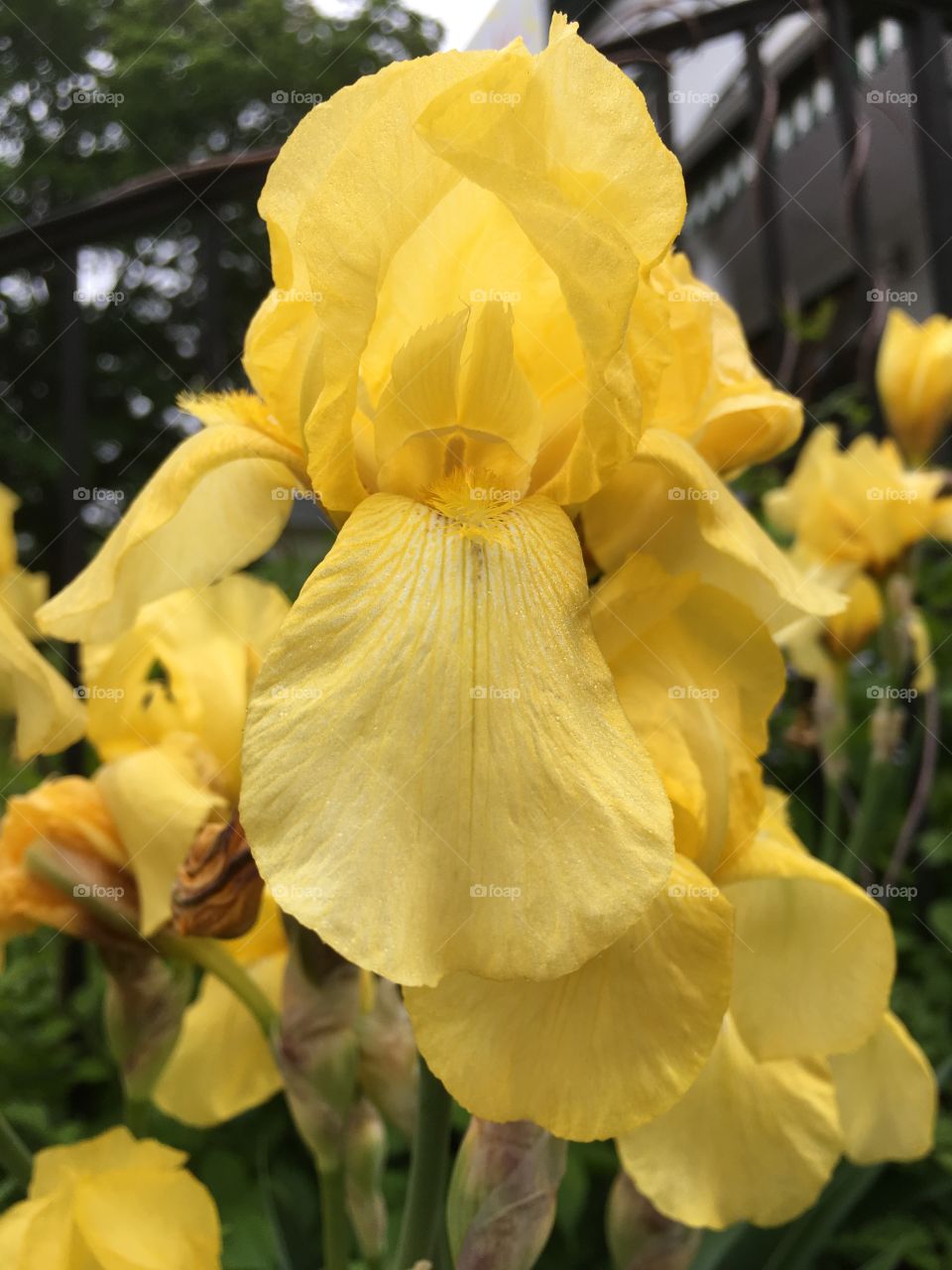 Yellow iris after rain