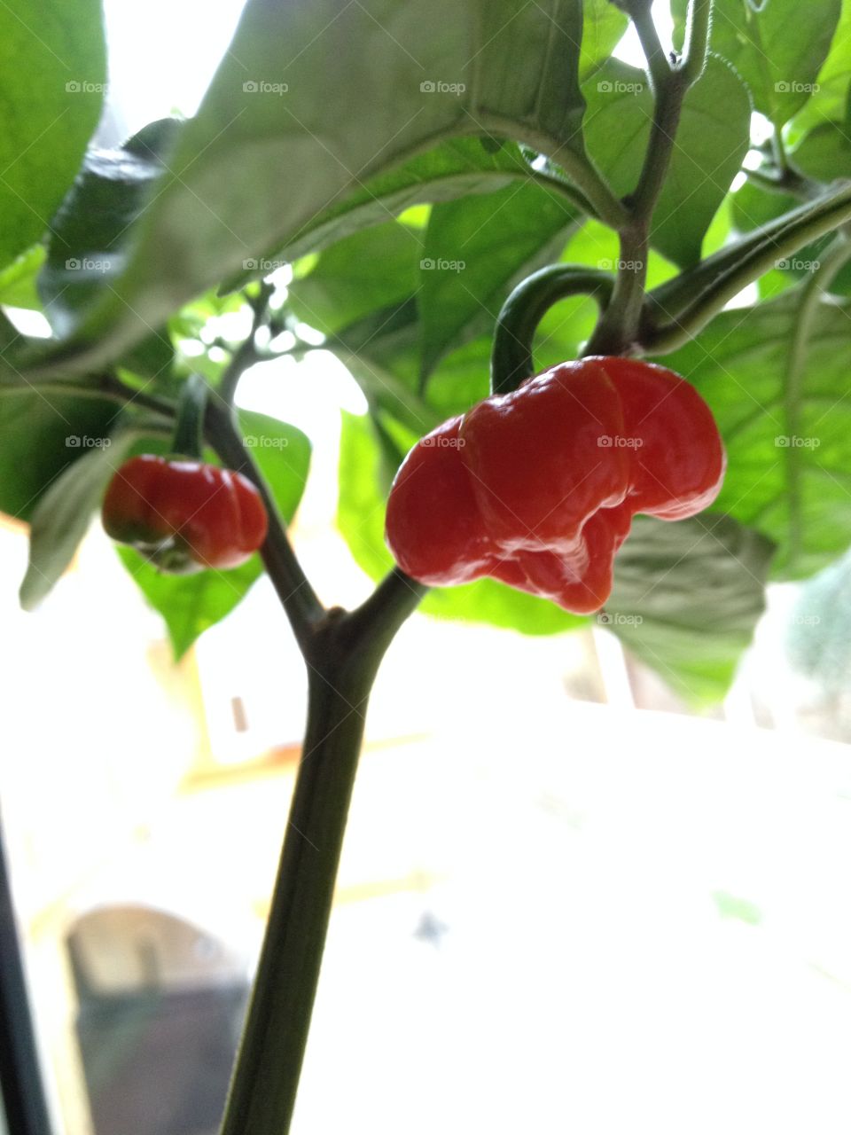 Hot Pepper. Real hot