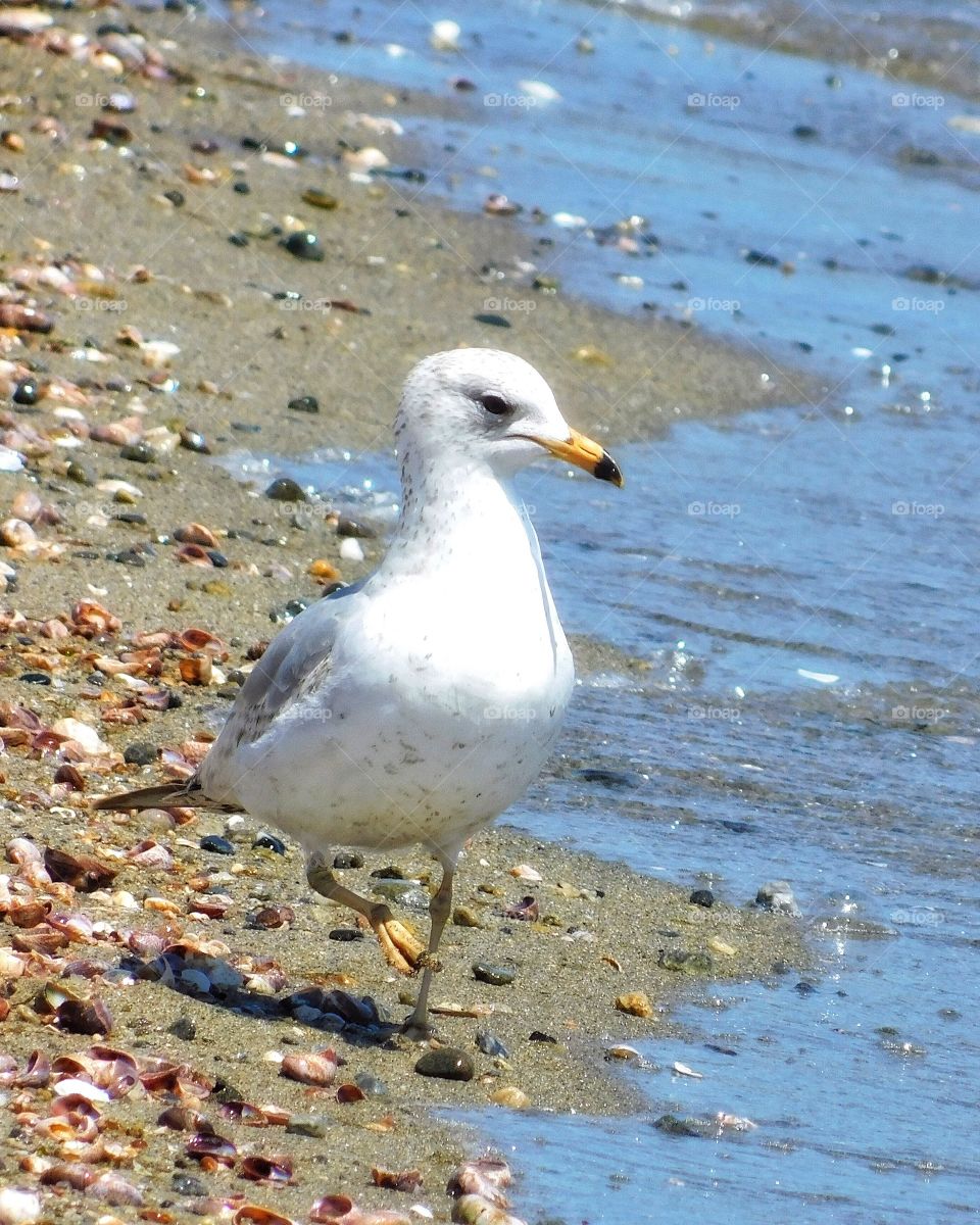 Seagull at the beach